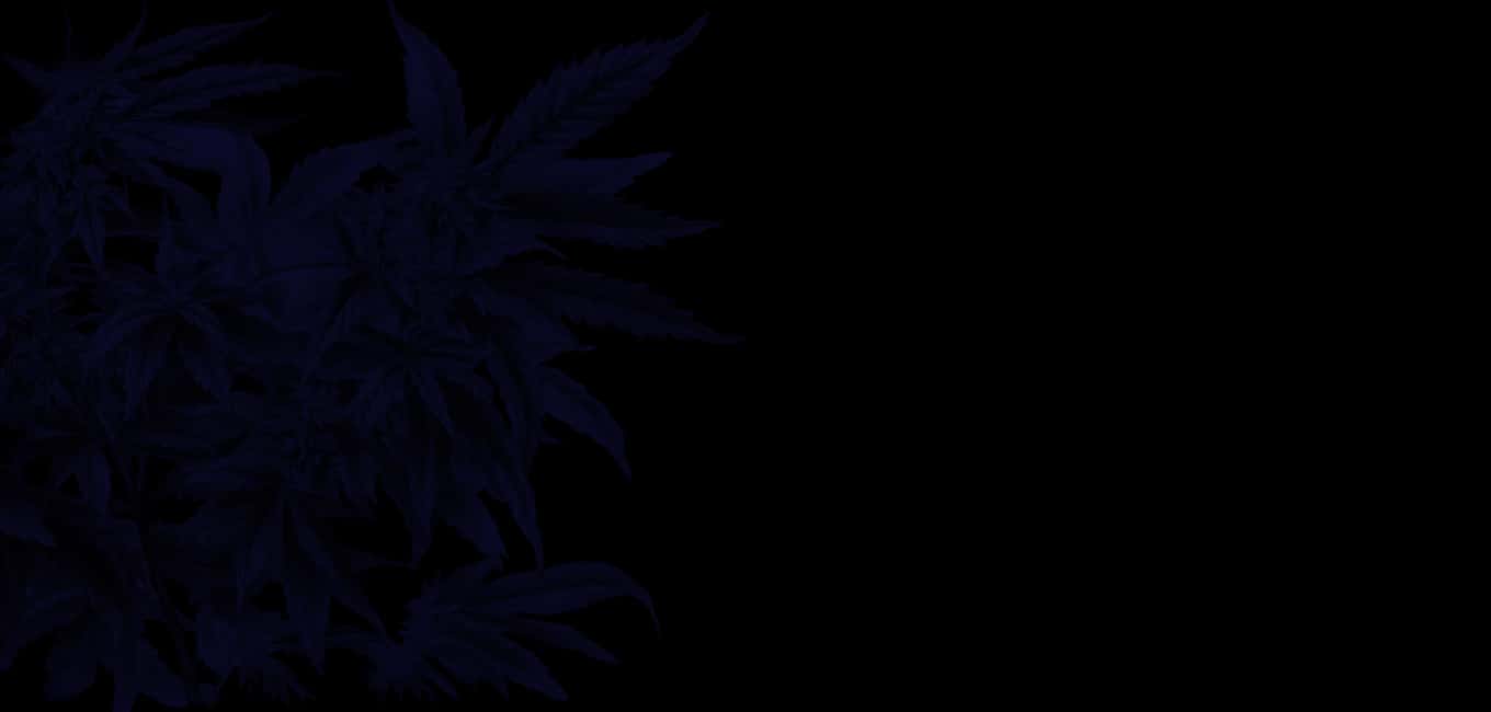 Dank Cannabis - Premium cannabis products background